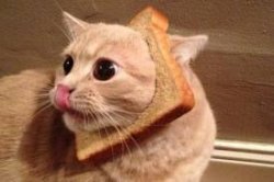 Toast Cat Meme Template