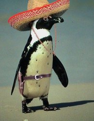 Mexican penguin Meme Template