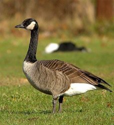 Canadien Goose Meme Template