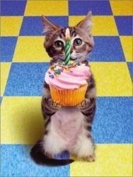 Happy Birthday Cat Meme Template
