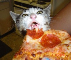 Pizza Cat Meme Template