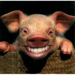 smiling piglet Meme Template