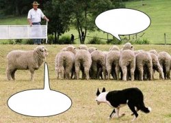 Sheep Effect Meme Template