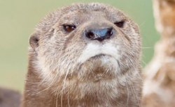 disappointed otter Meme Template