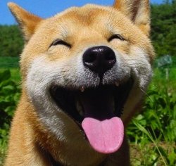 Smiling Dog Meme Template