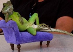 Lizard Meme Template