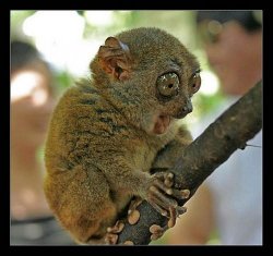 monkeystick Meme Template