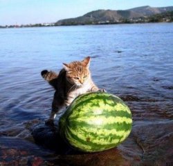 Argument invalid watermelon cat Meme Template