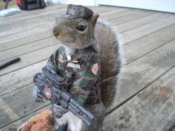 Army squirrel Meme Template