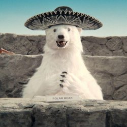 Sombrero Polar Bear Avocados commercial Meme Template