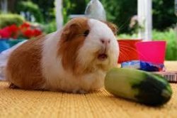 Pickle!!!!!!!!!!!!! Meme Template