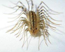 house centipede Meme Template