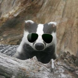 Cool Badger Meme Template