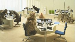 Office cats Meme Template
