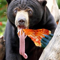 Pizza Bear Meme Template