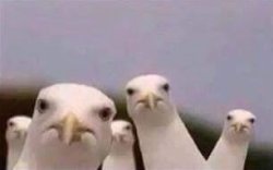 Birds2 Meme Template