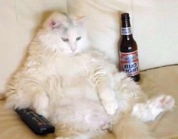 fat cat bud light Meme Template