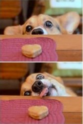 dog trying to reach cookie Meme Template