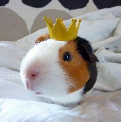 guinea pig Meme Template