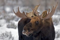 moose face funny Meme Template