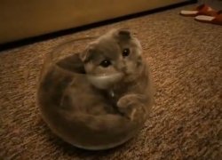 Fishbowl Cat Meme Template