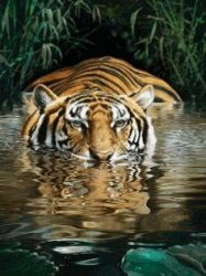 Tiger in Water Meme Template