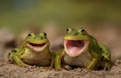 two happy frogs  Meme Template