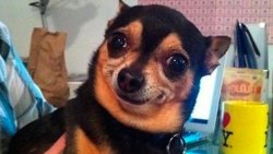 cachorro_meme Meme Template