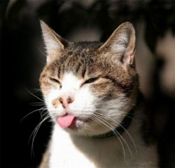 Tongue out cat Meme Template
