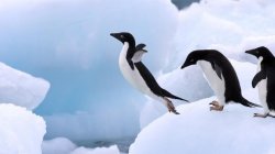 flying penguin Meme Template