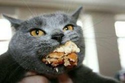Cat-eating Meme Template