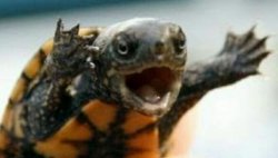 Turtle Say What? Meme Template