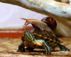 snail on a turtle Meme Template
