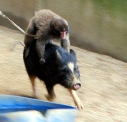 Monkey riding a pig Meme Template