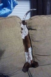 sofa Meme Template