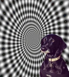 Tripping Dawg Meme Template