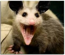 opossum Meme Template