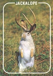 Jackalope Meme Template