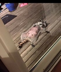 sexy_racoon Meme Template