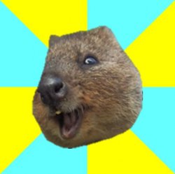 Happy Quokka Meme Template