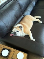 Bulldog sleeping on couch Meme Template