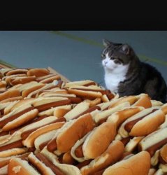 Cat hotdogs Meme Template