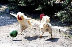 cock soccer Meme Template