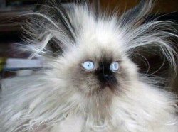 Crazy Hair Cat Meme Template
