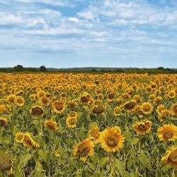 Machenbach sunflower fields Meme Template
