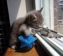 Sniper Cat Meme Template