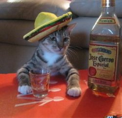 Mexican Cat Meme Template