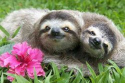 Sloths in love Meme Template