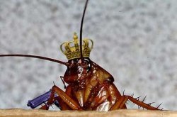 Cockroach King Meme Template