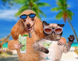 Cat and Dog Sipping Cocktails Meme Template